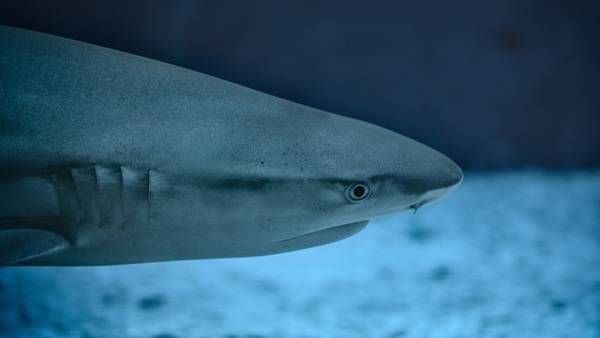 Florida es la capital de ataques de tiburón en EE.UU.