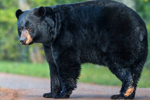 Mother shields son as bear gets on picnic table, devoured their tacos, enchiladas
