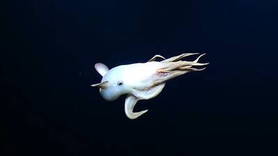 ‘Dumbo octopus’ sighted in mile-deep waters of Pacific Ocean northwest of Hawaii