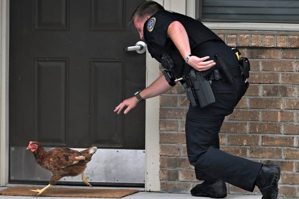 ‘Why do chickens cross the road?’: Chicken leads police officer on chase