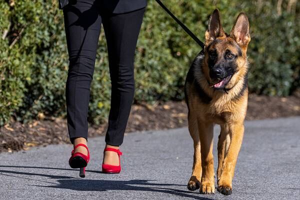 Biden’s dog Commander bites another Secret Service agent; said to be 11th incident