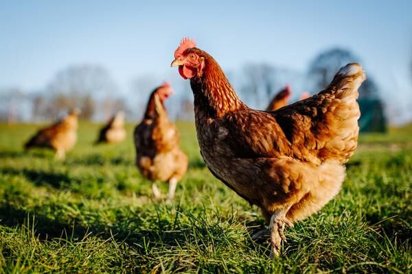 China informa posible primer caso humano de gripe aviar H10N3