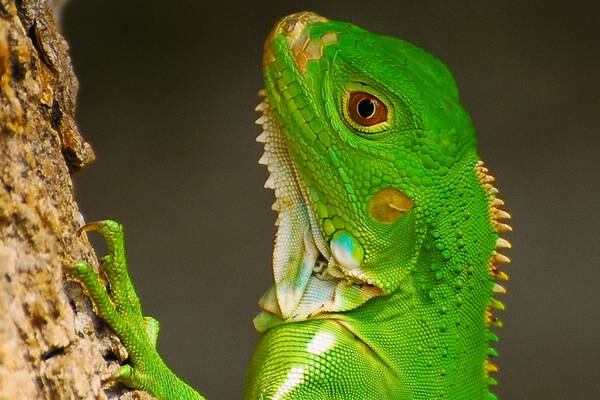 Florida forecasters warn of falling iguanas during cold snap