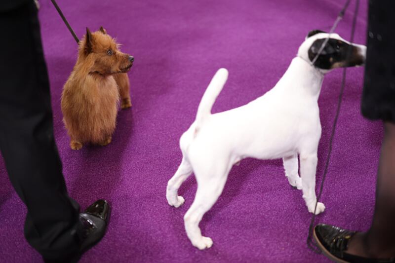 Westminster Kennel Club