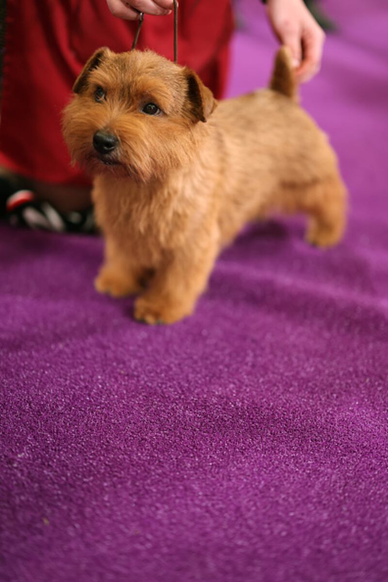 Westminster Kennel Club