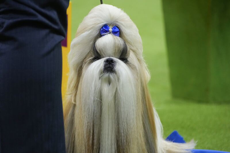 Westminster Kennel Club