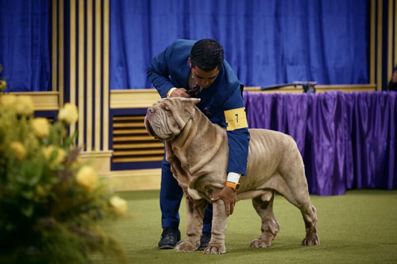 Westminster Kennel Club