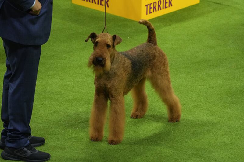 Westminster Kennel Club