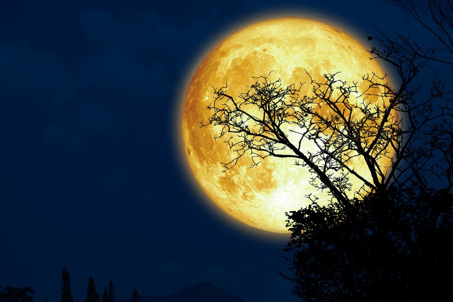 A super moon and silhouette dry branch tree in the dark night sky. Elements of this image furnished by NASA