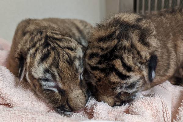 Photos: Indianapolis Zoo welcomes tiger triplets